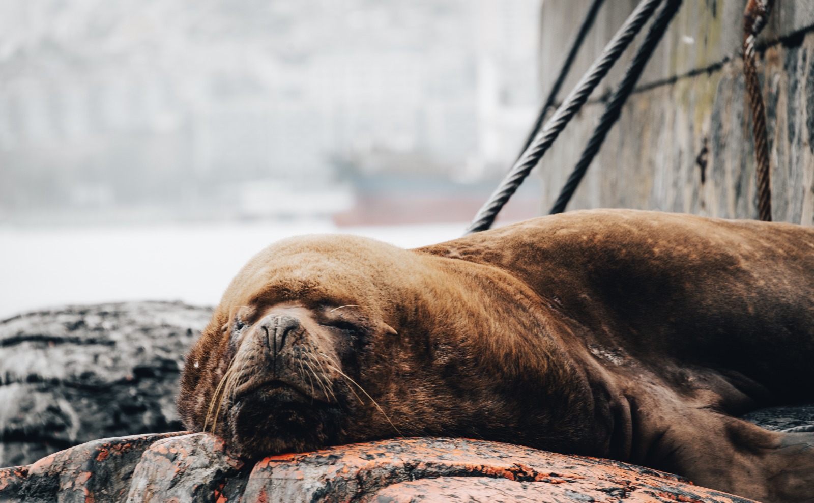 Tour Valparaíso: Tradición y Mar: Experiencia Exclusiva de Casablanca a Valparaíso — foto 1